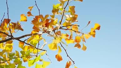 秋天美景黄色银杏树实拍4k视频的预览图